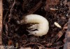 střevlík Ullrichův (Brouci), Carabus ullrichii fastuosus, Carabidae, Carabinae (Coleoptera)